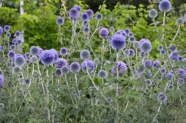 Echinops Ritro Globe Thistle Small Globe Thistle Echinops Flowers Garden — Stock Photo, Image