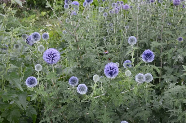 Echinops Ritro Globe Bogáncs Kis Földgömb Bogáncs Echinops Virágok Kertben — Stock Fotó