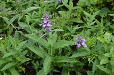 Phlomoides tuberosa, Lamiaceae familyasından uzun ömürlü bir bitki türü..