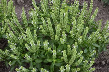 Yaz bahçesinde çiçekli taze bir fesleğen ağacı yetişir.