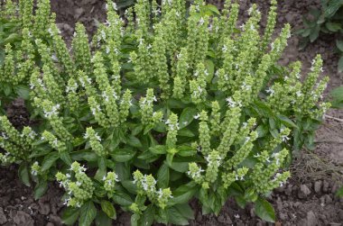 Yaz bahçesinde çiçekli taze bir fesleğen ağacı yetişir.