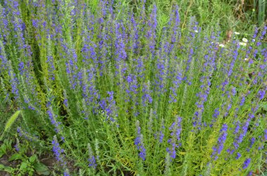 Hyssop çiçekleri (Hyssopus officinalis), tıbbi bitki, iyi bal bitkisi, aromatik sos.
