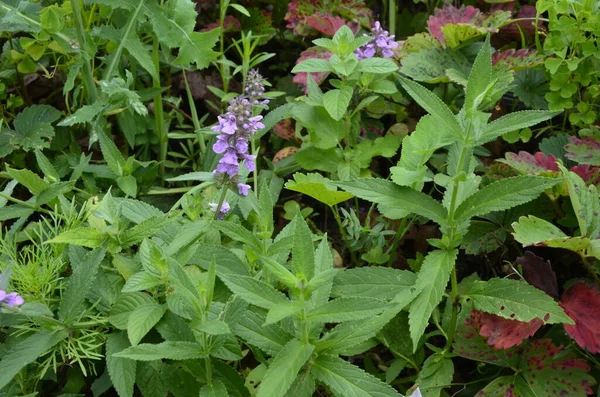 Phlomoides Tuberosa Est Une Plante Fleurs Vivaces Famille Des Lamiaceae — Photo