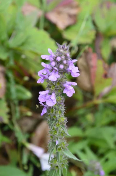 Phlomoides Tuberosa Egy Évelő Virágzó Növény Lamiaceae Családban Gumós Gyökerek — Stock Fotó