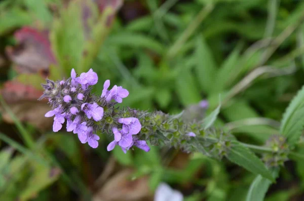 Phlomoides Tuberosa Est Une Plante Fleurs Vivaces Famille Des Lamiaceae — Photo