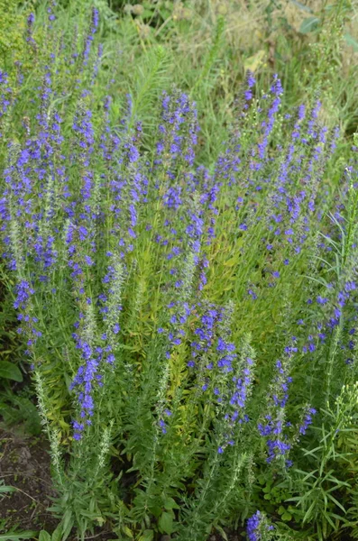 Fiori Issopo Hyssopus Officinalis Pianta Medicinale Buona Pianta Del Miele — Foto Stock