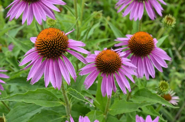 Echinacea Jest Skuteczny Zapobieganiu Granicą Więc Rzeczy Takie Jak Grypa — Zdjęcie stockowe