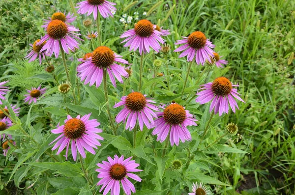 Echinacea Ist Wirksam Bei Der Verhinderung Von Übersee Dass Dinge — Stockfoto