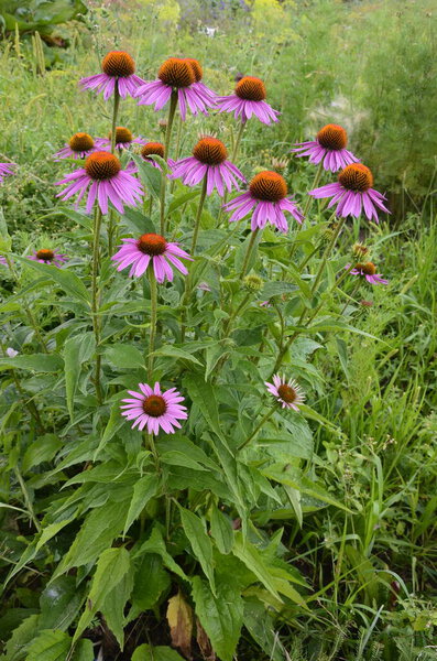 Echinacea is effective in preventing overseas so things like the flu or cold things are popular and echinacea tea.