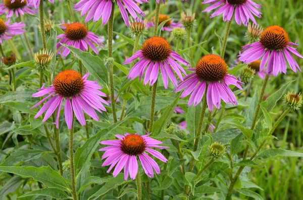 Echinacea 해외의 예방에 효과적 입니다 그래서 독감이나 감기와 인기가 Echinacea — 스톡 사진