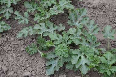 Büyüyen karpuzlar. Tarım. Doğal karpuz tarlada yetişir. Organik tarım.