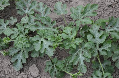 Büyüyen karpuzlar. Tarım. Doğal karpuz tarlada yetişir. Organik tarım.