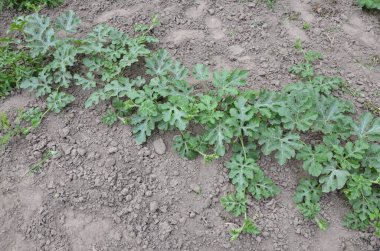 Büyüyen karpuzlar. Tarım. Doğal karpuz tarlada yetişir. Organik tarım.