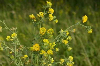 Sarı Lucerne, Medicago Falcata.Bir grup Medicago Falcata sarı çiçekleri