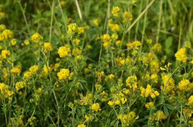 Sarı Lucerne, Medicago Falcata.Bir grup Medicago Falcata sarı çiçekleri