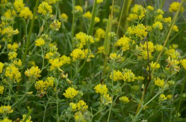 Sarı Lucerne, Medicago Falcata.Bir grup Medicago Falcata sarı çiçekleri