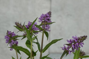 Phlomoides tuberosa, Lamiaceae familyasından uzun ömürlü bir bitki türü..