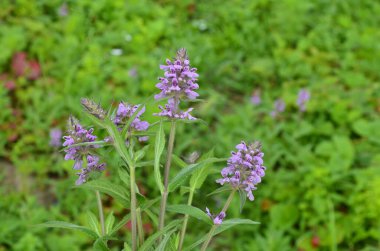 Phlomoides tuberosa, Lamiaceae familyasından uzun ömürlü bir bitki türü..
