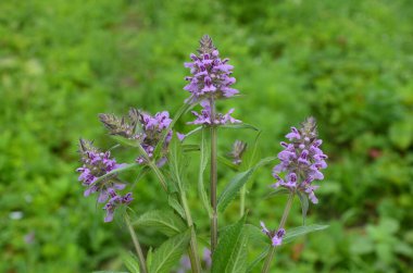 Phlomoides tuberosa, Lamiaceae familyasından uzun ömürlü bir bitki türü..