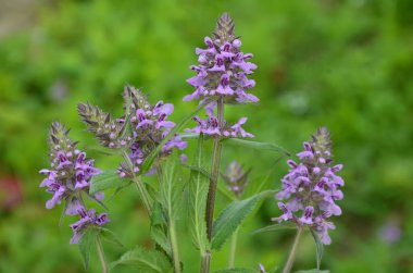 Phlomoides tuberosa, Lamiaceae familyasından uzun ömürlü bir bitki türü..