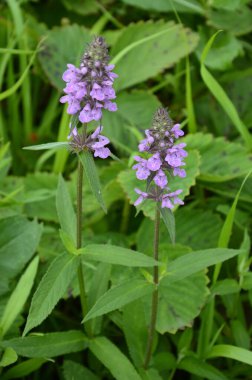 Phlomoides tuberosa, Lamiaceae familyasından uzun ömürlü bir bitki türü..