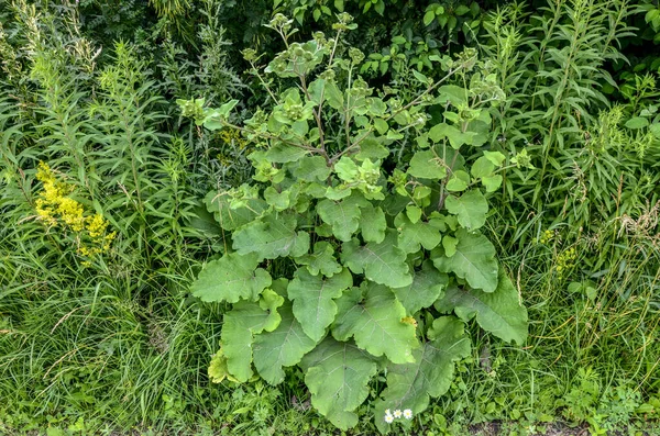 Bir dulavratotu dikenleri. Eczaneler için fotoğraf. Tıbbî ot. Doğa yakınımızda. Halk ilaçlarında kullanılan bitki. Uyuşturucu fabrikası kürek genişliğinde (Arctium lappa)