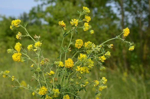 Closeup Yellow Lucerne Medicago Falcata Group Medicago Falcata Yellow Flowers — Stock Photo, Image