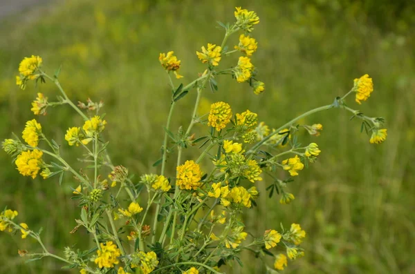 黄色のルセンヌの閉鎖 メディカゴFalcata Group Medicago Falcata黄色の花 — ストック写真