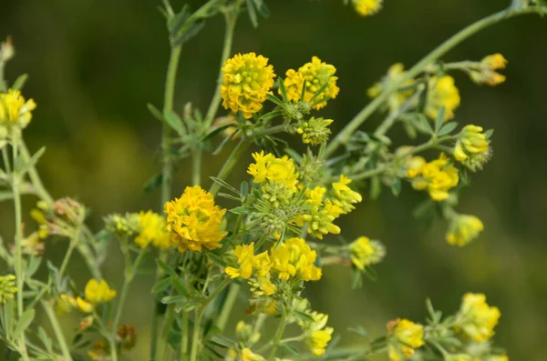 Zbliżenie Żółtego Lucerny Medicago Falcata Group Medicago Falcata Żółte Kwiaty — Zdjęcie stockowe