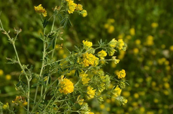 黄色のルセンヌの閉鎖 メディカゴFalcata Group Medicago Falcata黄色の花 — ストック写真