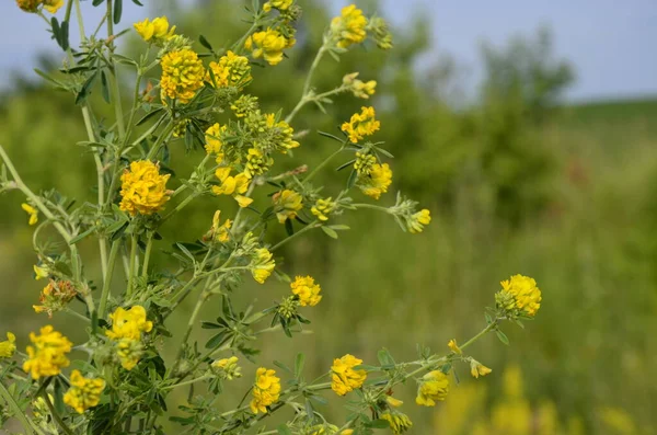 黄色のルセンヌの閉鎖 メディカゴFalcata Group Medicago Falcata黄色の花 — ストック写真