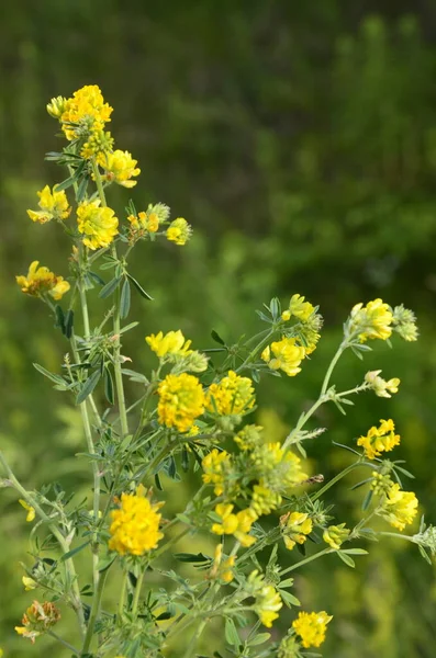 Zbliżenie Żółtego Lucerny Medicago Falcata Group Medicago Falcata Żółte Kwiaty — Zdjęcie stockowe