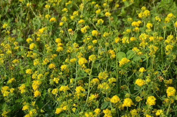 黄色のルセンヌの閉鎖 メディカゴFalcata Group Medicago Falcata黄色の花 — ストック写真