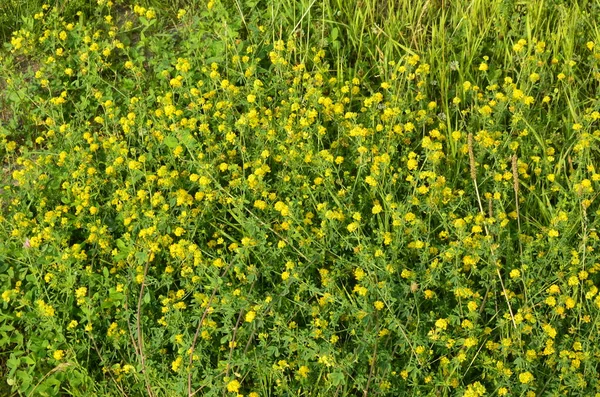 Closeup Lucerna Amarela Medicago Falcata Group Flores Amarelas Medicago Falcata — Fotografia de Stock