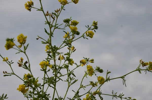 Szekrény Sárga Lucerna Medicago Falcata Csoport Medicago Falcata Sárga Virágok — Stock Fotó