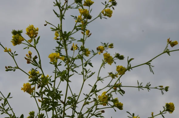 Closeup Yellow Lucerne Medicago Falcata Group Medicago Falcata Yellow Flowers — Stock Photo, Image