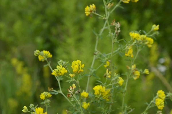 Zbliżenie Żółtego Lucerny Medicago Falcata Group Medicago Falcata Żółte Kwiaty — Zdjęcie stockowe