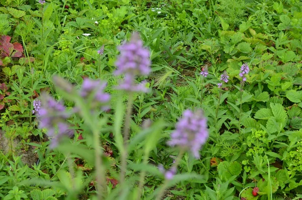 Phlomoides Tuberosa Trvalá Kvetoucí Rostlina Čeledi Lamiaceae Hlíznaté Kořeny Vytvářejí — Stock fotografie