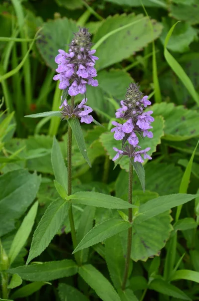 Phlomoides Tuberosa Uma Planta Com Flor Perene Família Lamiaceae Raízes — Fotografia de Stock