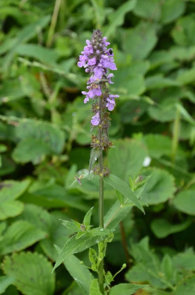 Phlomoides Tuberosa Uma Planta Com Flor Perene Família Lamiaceae Raízes — Fotografia de Stock