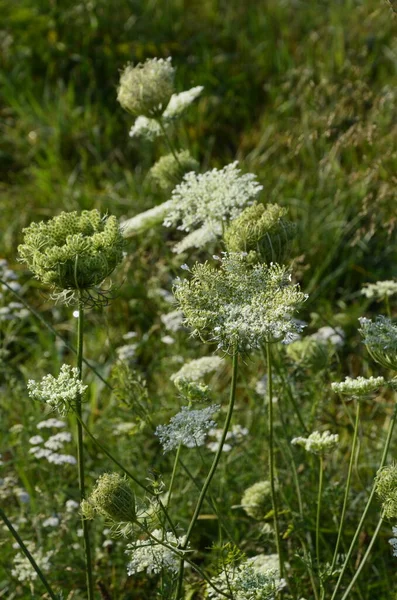 Daucus Carota Conocida Como Planta Floreciente Zanahoria Silvestre — Foto de Stock