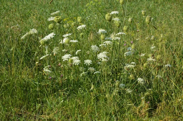 Daucus Carota Noto Come Pianta Selvatica Carota Fioritura — Foto Stock