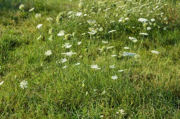 Daucus Carota Ismert Vad Sárgarépa Virágzó Növény — Stock Fotó