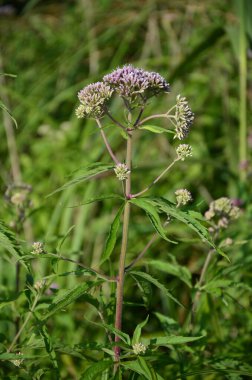 Pembe Eupatorium cannabinum, çiçek içinde kenevir tarımı olarak da bilinir. Kenevir tarımının yabani pembe çiçekleri. Eupatorium cannabinum bitkisi çiçek açtı.