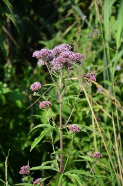 Pembe Eupatorium cannabinum, çiçek içinde kenevir tarımı olarak da bilinir. Kenevir tarımının yabani pembe çiçekleri. Eupatorium cannabinum bitkisi çiçek açtı.