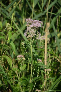 Pembe Eupatorium cannabinum, çiçek içinde kenevir tarımı olarak da bilinir. Kenevir tarımının yabani pembe çiçekleri. Eupatorium cannabinum bitkisi çiçek açtı.