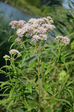 Pembe Eupatorium cannabinum, çiçek içinde kenevir tarımı olarak da bilinir. Kenevir tarımının yabani pembe çiçekleri. Eupatorium cannabinum bitkisi çiçek açtı.