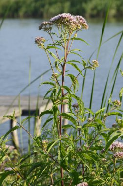 Pembe Eupatorium cannabinum, çiçek içinde kenevir tarımı olarak da bilinir. Kenevir tarımının yabani pembe çiçekleri. Eupatorium cannabinum bitkisi çiçek açmış.