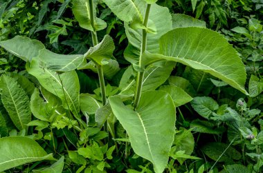 Tıbbi bitki elektroampanının (Inula helenium) sarı çiçekleri veya yakın planda at iyileşmesi