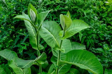 Tıbbi bitki elektroampanının (Inula helenium) sarı çiçekleri veya yakın planda at iyileşmesi